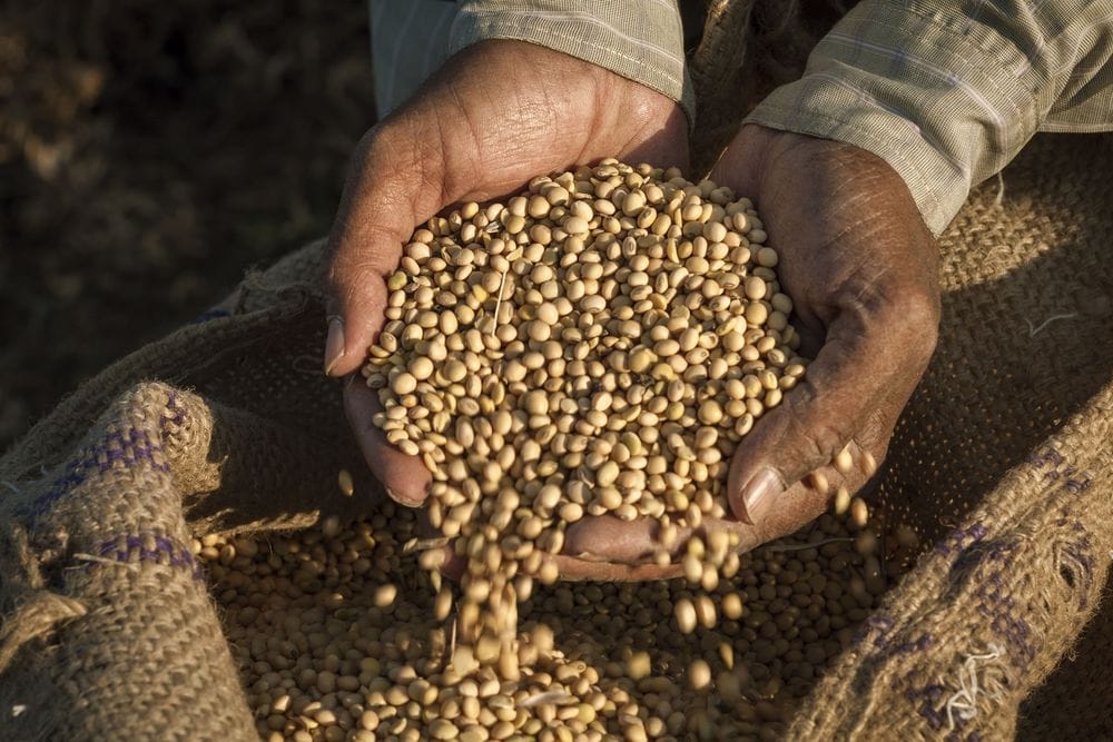 High-Quality Seeds: Accessing Food Security for ASEAN